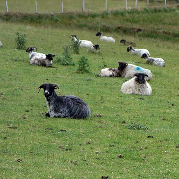 Achill Mountain Lamb